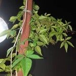 Passiflora caerulea Levél