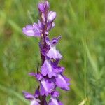 Anacamptis palustris Квітка