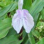 Roscoea purpurea Кветка