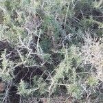 Artemisia herba-albaЛист