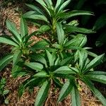 Impatiens balsamina Leaf