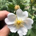 Rosa corymbifera Цвят