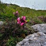 Pedicularis rostratocapitata ᱵᱟᱦᱟ