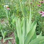 Iris domestica Hoja