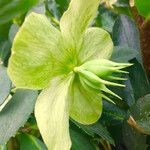 Helleborus viridis Квітка