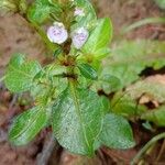 Rostellularia procumbens 葉