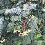 Sorbus koehneana Fruit