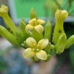 Kalanchoe longiflora Flower