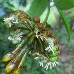 Marcgravia umbellata Flor