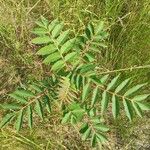 Rhus glabra Fuelha