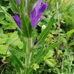 Campanula spicata Folla