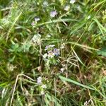 Euphrasia officinalis Flor