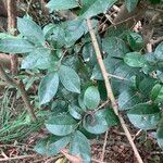 Antidesma montanum Hoja
