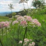 Mutellina adonidifolia 花