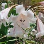 Crinum macowanii Flower