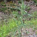 Cirsium odontolepis 整株植物