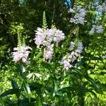 Physostegia virginianaFlower