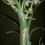 Eria clavata Flower