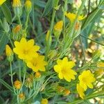 Blackstonia perfoliata Blomst