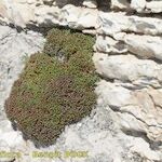 Limonium obtusifolium Habitat