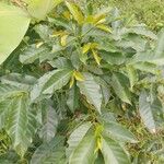 Coffea arabica List
