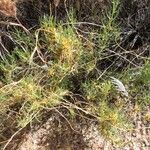 Cuscuta indecora Habit
