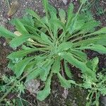Reichardia picroides 葉