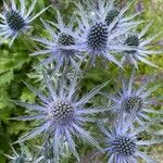 Eryngium alpinum Flower