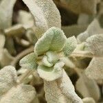 Phlomis italica Φύλλο