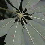 Ceiba aesculifolia Blüte