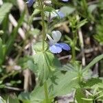 Collinsia verna Habit