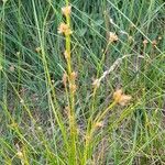 Rhynchospora alba Blad