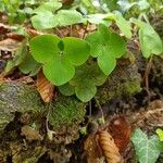 Cymbalaria muralis Leaf