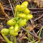 Scheuchzeria palustris Fruit