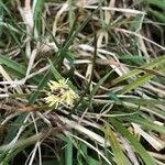 Carex nigra Blüte