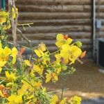 Parkinsonia aculeata Sonstige