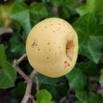 Chaenomeles japonica Meyve
