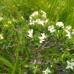 Daphne oleoides Flower