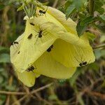 Hibiscus lunariifoliusFlower