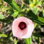 Pavonia hastata Flower