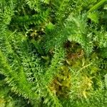 Achillea nobilisBlad