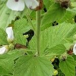 Althaea officinalis Kora