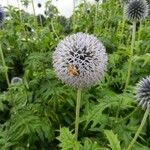 Echinops exaltatus Λουλούδι