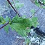 Sigesbeckia orientalis Leaf