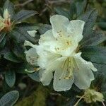 Rhododendron fletcherianum Flor