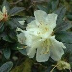 Rhododendron fletcherianum Kvet