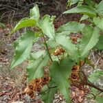 Cistus populifolius Deilen