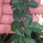 Triphasia trifolia Leaf