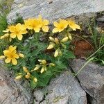 Hypericum richeri Alkat (teljes növény)