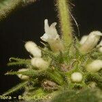 Marrubium echinatum Ffrwyth